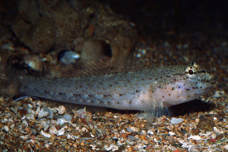 Gobius fallax e Gobius incognitus da Numana